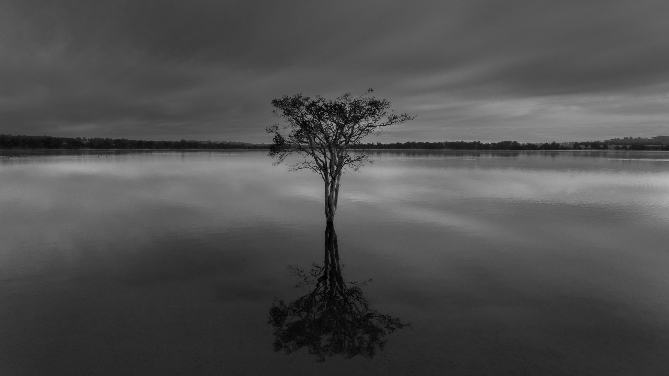A lone tree reflected in the calm waters of Lake Towerrinning, Western Australia, under a soft cloudy sky.