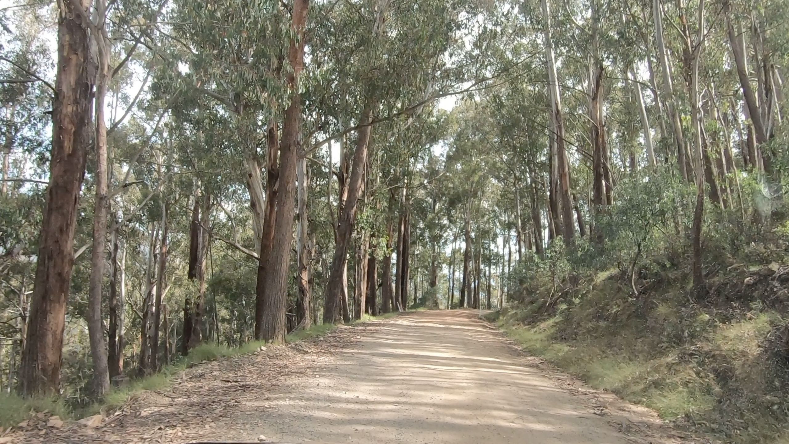 Dirt road winding through tall alpine trees on Mount Stirling Road in Victoria’s High Country.
