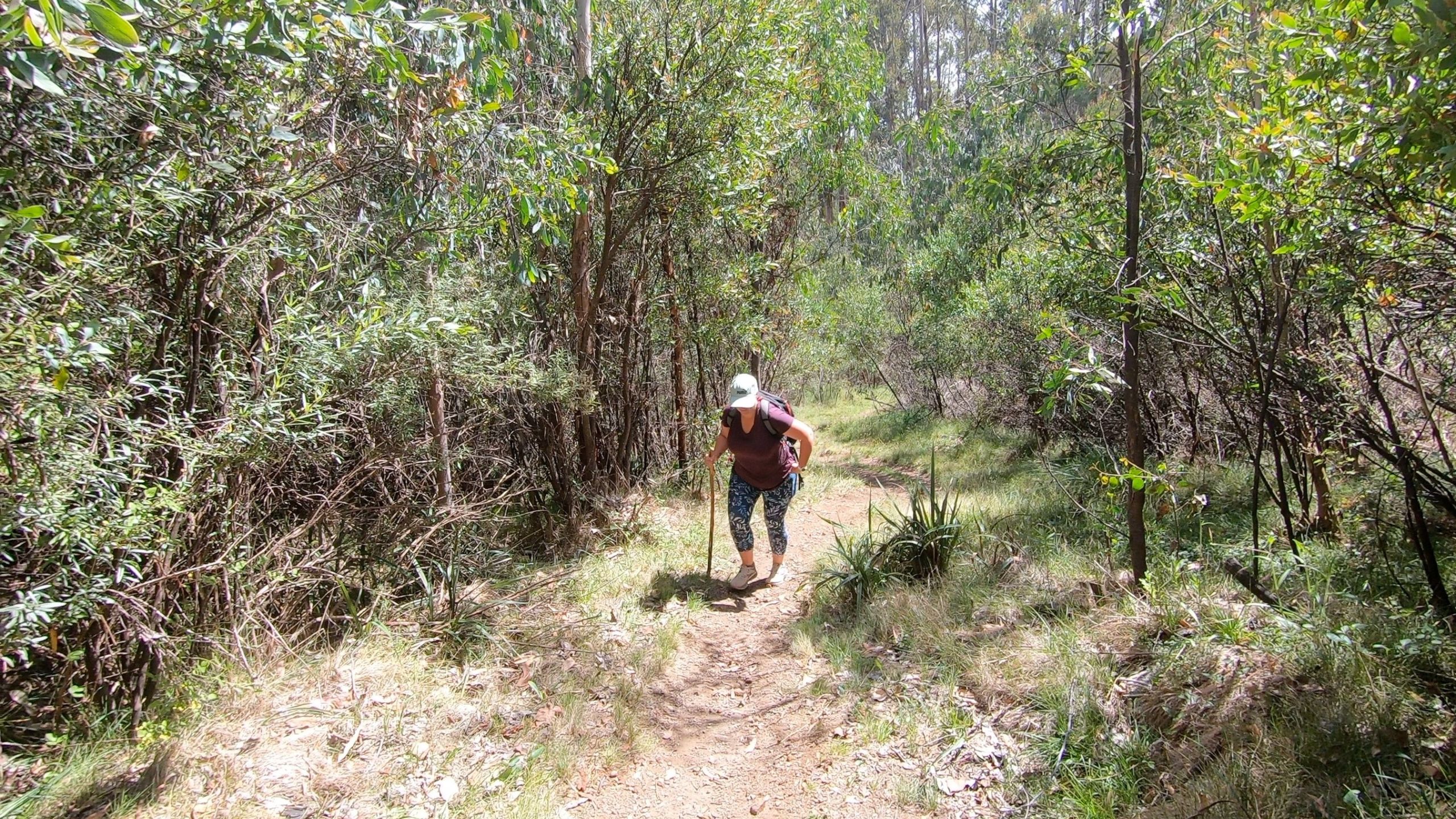 Woman hiking uphill on the Craig’s Hut walking track, holding a walking stick, surrounded by alpine bushland in Victoria’s High Country.