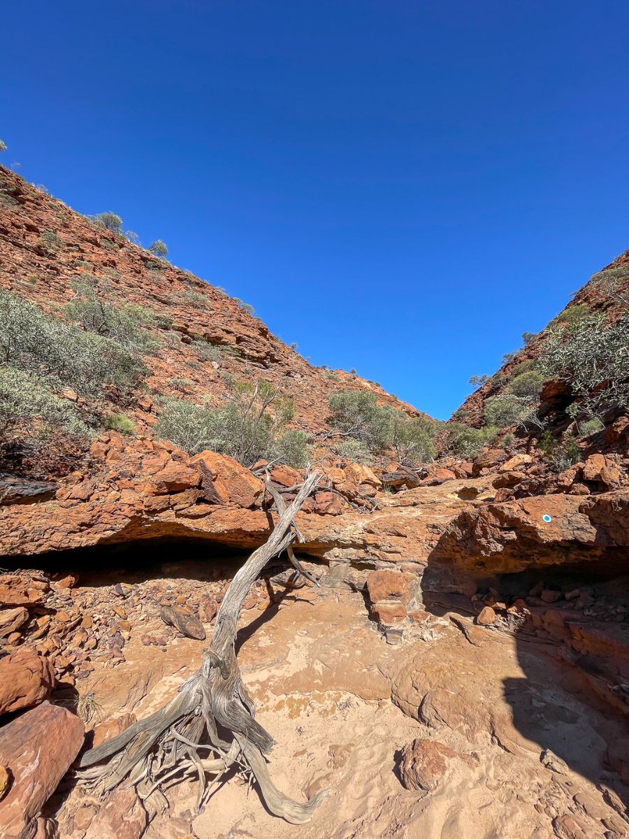 Kennedy Range Escarpment Trail featuring a dry waterhole climb, tall red cliffs, and a dead tree, Western Australia – a rugged outback hiking experience.