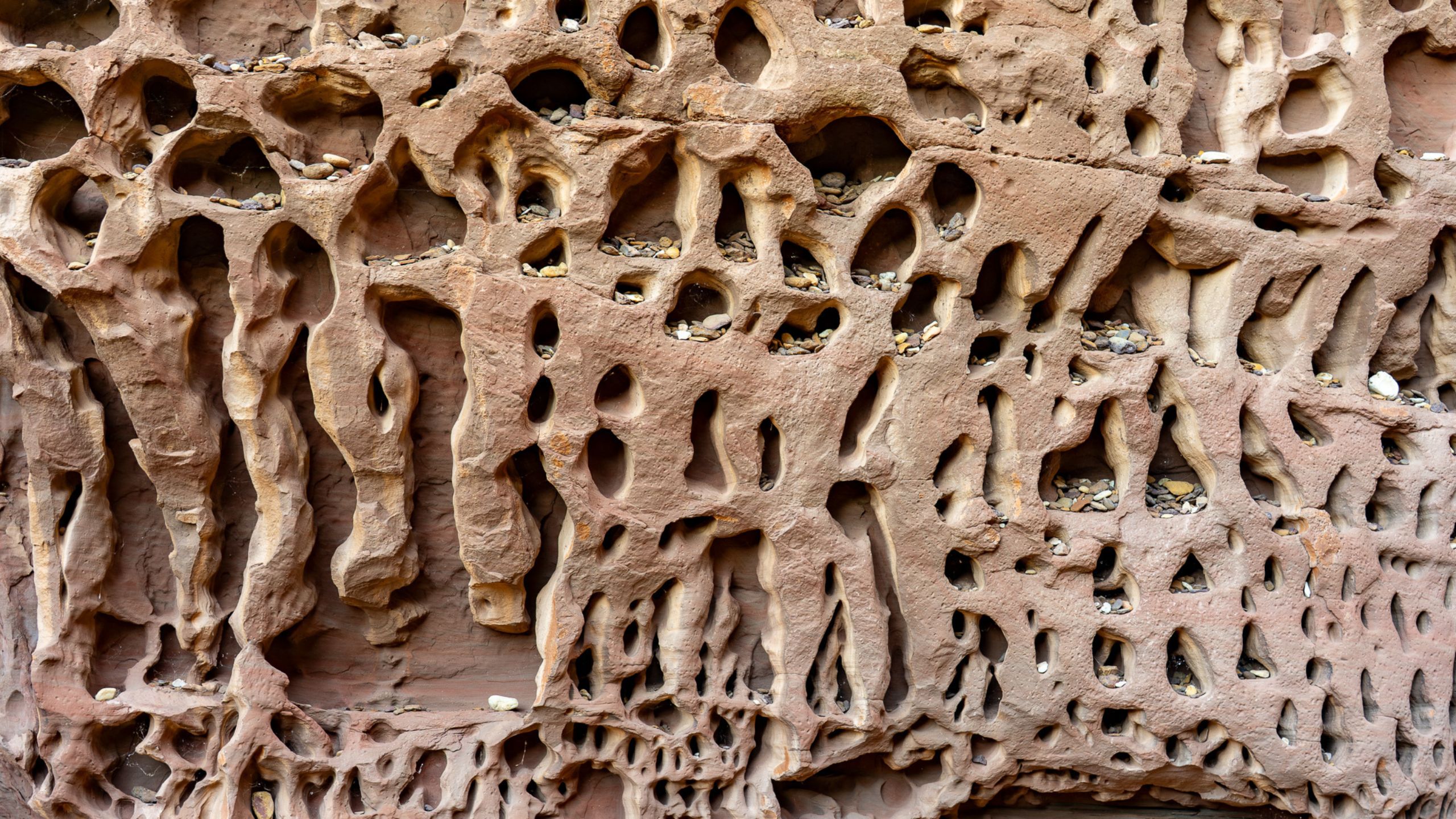 Close-up of weathered sandstone walls in Honeycomb Gorge, Kennedy Ranges, displaying natural erosion patterns and honeycomb-shaped cavities formed by wind and water.